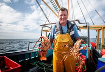 Cornwall's fishing industry leads the way to protect crawfish stocks