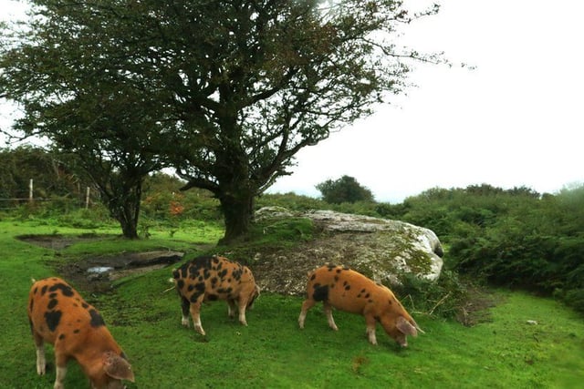 Big lottery grant means wildlife project can move forward 