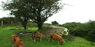 Big lottery grant means wildlife project can move forward 