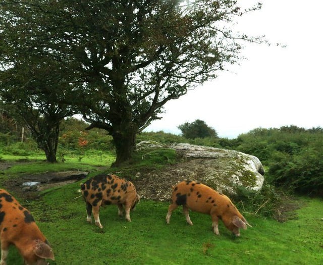 Big lottery grant means wildlife project can move forward 