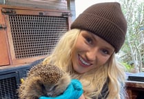 Hedgehog charity makes urgent appeal for donations