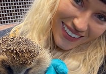 Hedgehog charity makes urgent appeal for donations