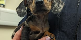 Animal abandonments have been spiraling amid the cost of living crisis