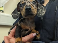 Animal abandonments have been spiraling amid the cost of living crisis