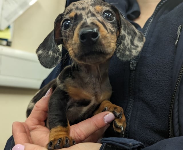 Animal abandonments have been spiraling amid the cost of living crisis