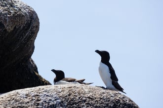 Concerns raised as decline in seabird breeding discovered