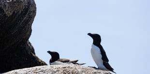 Concerns raised as decline in seabird breeding discovered