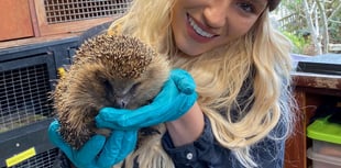A hedgehog charity has issued an urgent plea for donations 