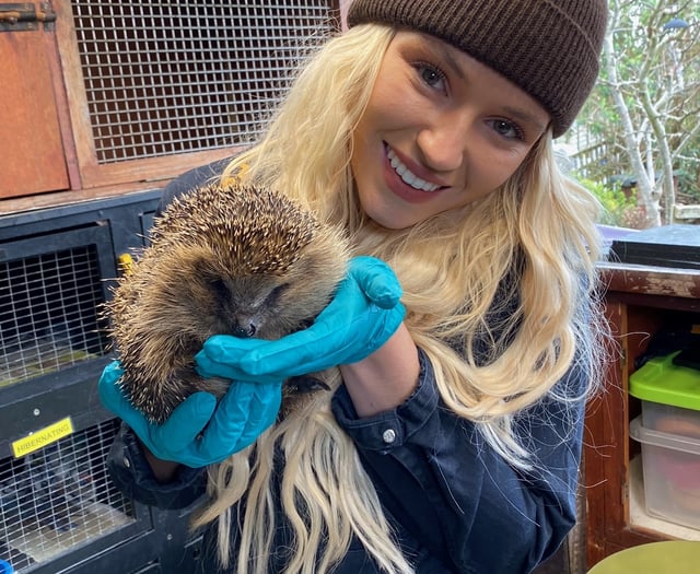 A hedgehog charity has issued an urgent plea for donations 