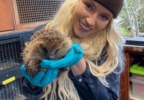 A hedgehog charity has issued an urgent plea for donations 