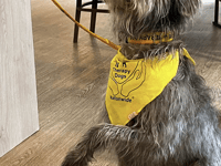 Therapy dog Frankie helping patients at the hospital