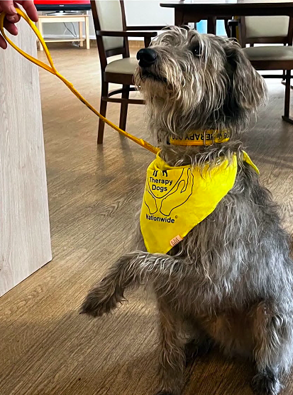 Frankie the therapy dog