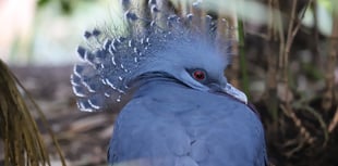 Stunning new bird species lands at Newquay Zoo