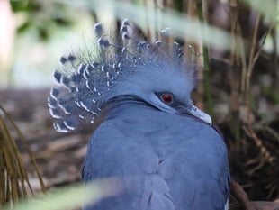 Stunning new bird species lands at Newquay Zoo