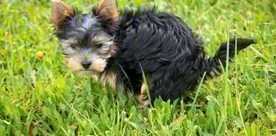 Woman faces £1,514 bill after dog fouling prosecution