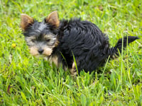 Woman faces £1,514 bill after dog fouling prosecution