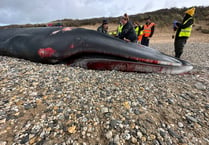 Whale that washed up in Newquay probably died of a measles type virus