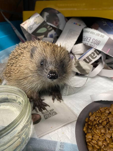 Hedgehog at Prickles & Paws