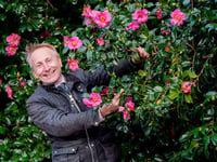 Tea grower’s record bloom