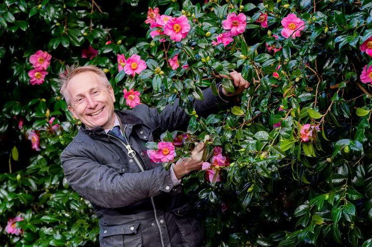 Jonathon Jones photographed with blooming Camelia flower at Tregothnan, Cornwall, after they counted 600 varieties of flowers out on New Years Day.  January 5, 2024.  Release date â January 7, 2024.  See SWNS story SWLNtea.  England's only tea grower has a record 600 species of flower in bloom - including 24 varieties of tea bushes.  The 'Teabot' at Tregothnan in Cornwall completed its annual count on New Year's Day and were surprised to find so many flowers.  Head gardener, Neil Bennett, 53, found 51 Camellia sasanqua and 24 varieties of tea - making them Europe's largest tea garden.  The tea flowers will take 10 months to produce seeds and will then be left to germinate before cuttings are taken when they are happy with the taste.  Managing director, Jonathon Jones, 52, said it has take 15 years to perfect the taste of their tea.