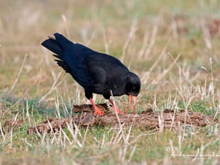 Chough thriving at inland nature reserves thanks to conservationists