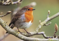 Charity counting on people to take part in garden birdwatch survey