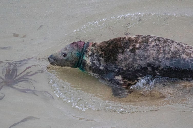 The seal with the blue ring around his neck