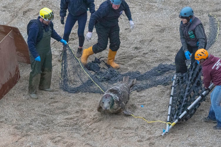 Volunteers helping to catch the seal