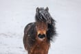 RSPCA offers tips to keep animals safe as cold weather continues