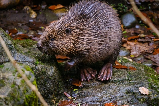 Sanctuary welcomes three young orphaned Eurasian beavers