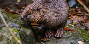 Sanctuary welcomes three young orphaned Eurasian beavers