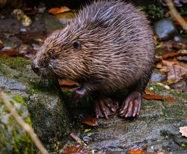 Sanctuary welcomes three young orphaned Eurasian beavers