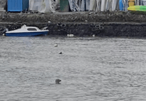 Seagull is given a fright after landing on feeding seal in Looe