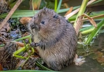 Bid to step-up re-introduction of water voles in the county