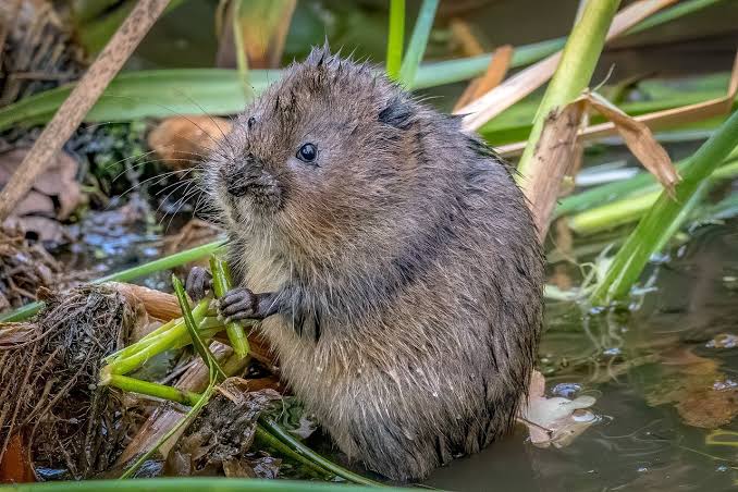 Water Vole