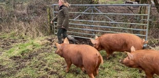 New set of pigs released at Cornish nature reserve