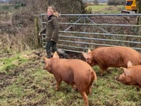 New set of pigs released at Cornish nature reserve