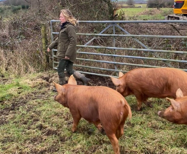New set of pigs released at Cornish nature reserve