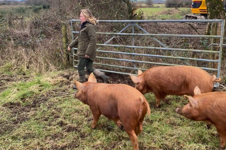 Three new pigs have been released at Helman Tor nature reserve