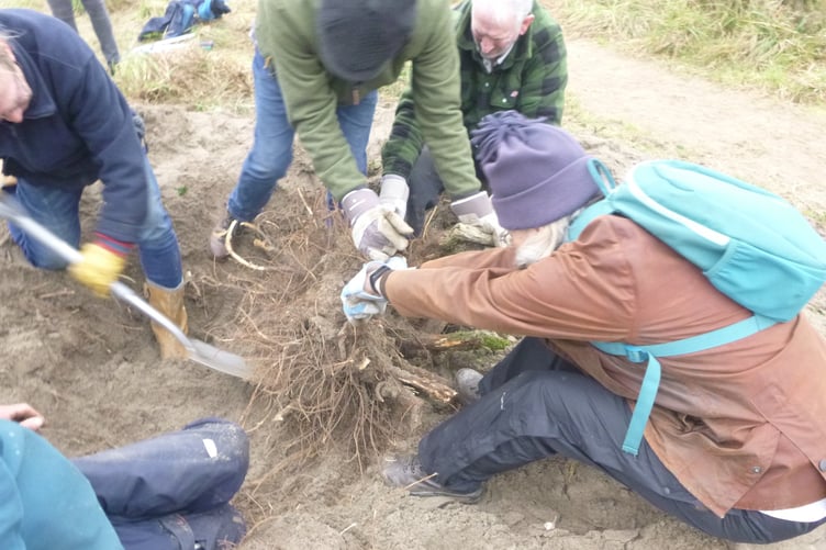 Friends of Par beach remove plants
