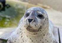 Public urged to keep eyes peeled for young seals