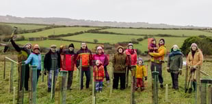 St Ives architects help create a forest