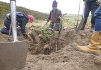 Invasive plant clearing to support Par dunes