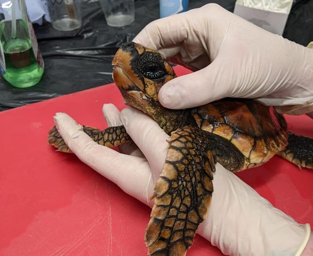 Newquay aquarium ready to release four Loggerhead Sea Turtles