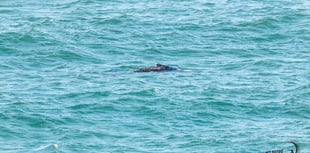 Wildlife enthusiasts marvel as two Humpback Whales spotted off Newquay