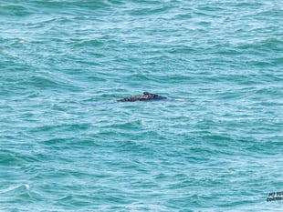 Wildlife enthusiasts marvel as two Humpback Whales spotted off Newquay