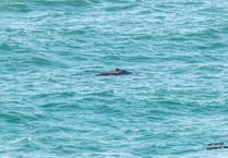 Wildlife enthusiasts marvel as two Humpback Whales spotted off Newquay