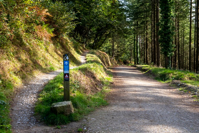 Public thanked as Cardinham Woods continues forest works