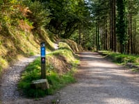 Cardinham Woods announces Storm Bert closure 