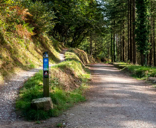 Storm Darragh: Popular woodland walk announces closure amid risk